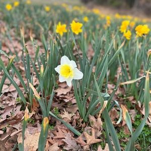 Meet your Posher, Icey_